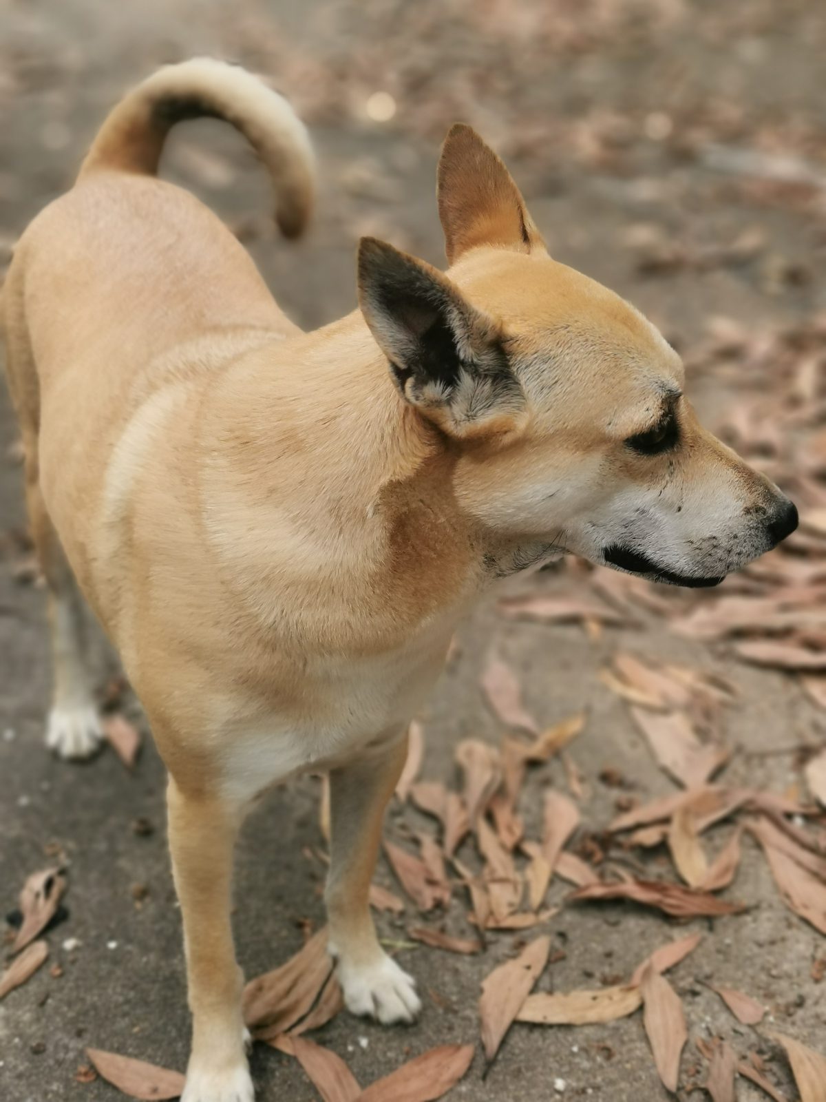 รูปที่ 2