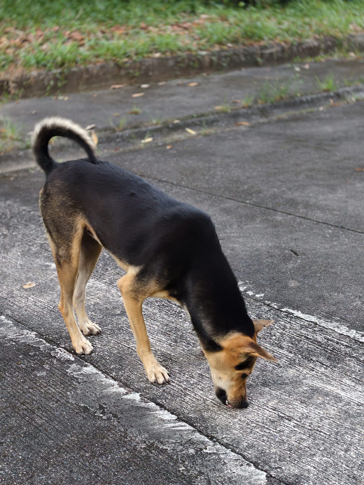 รูปที่ 5