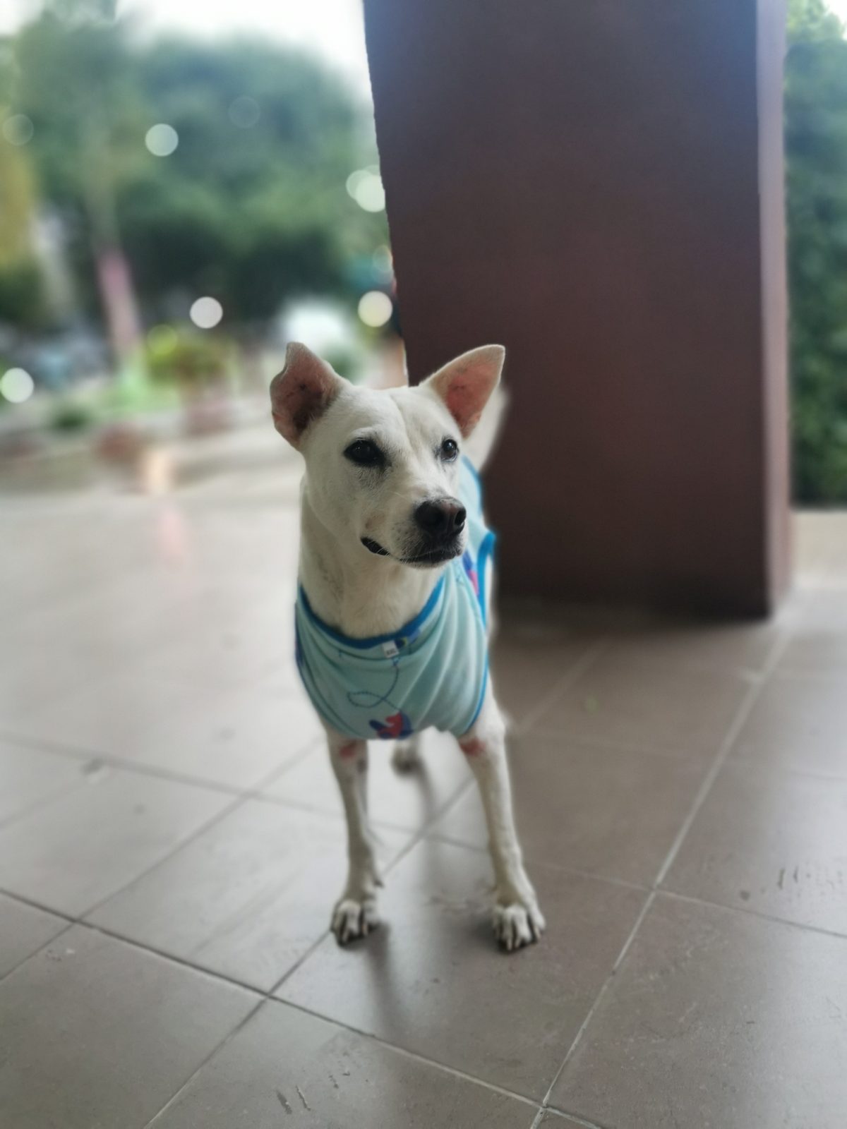 ขาว