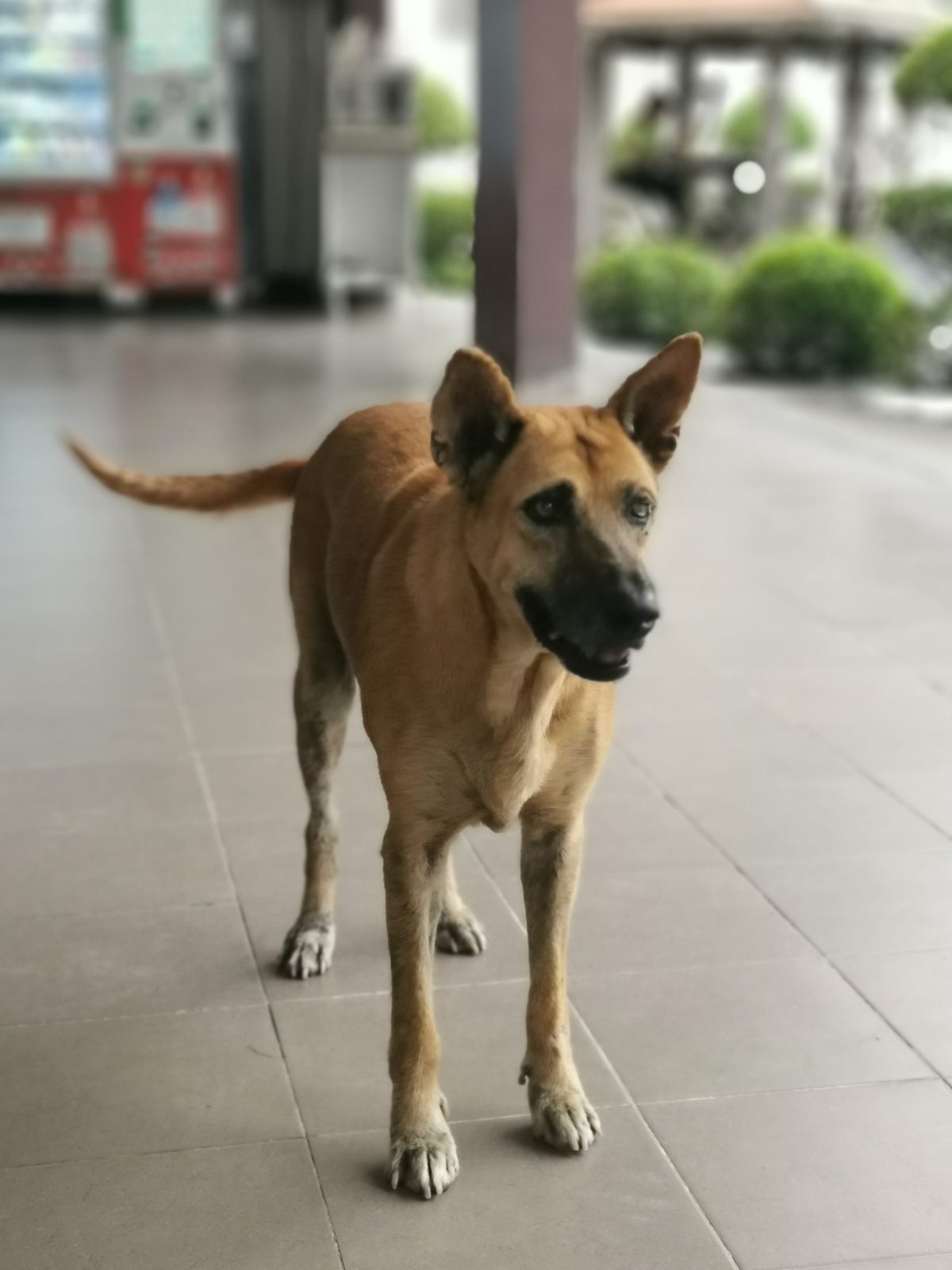 รูปที่ 2